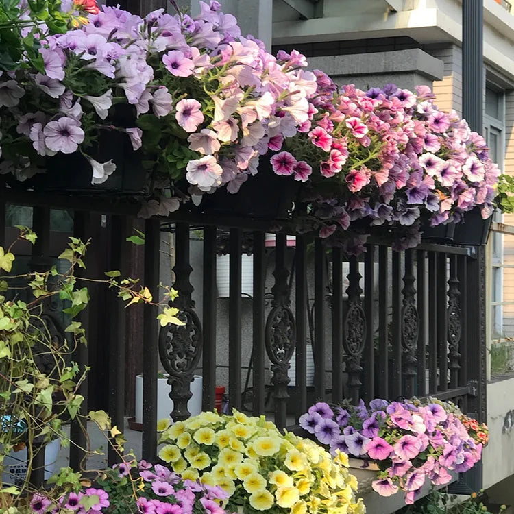 Mixed Color Petunia Flower Seeds